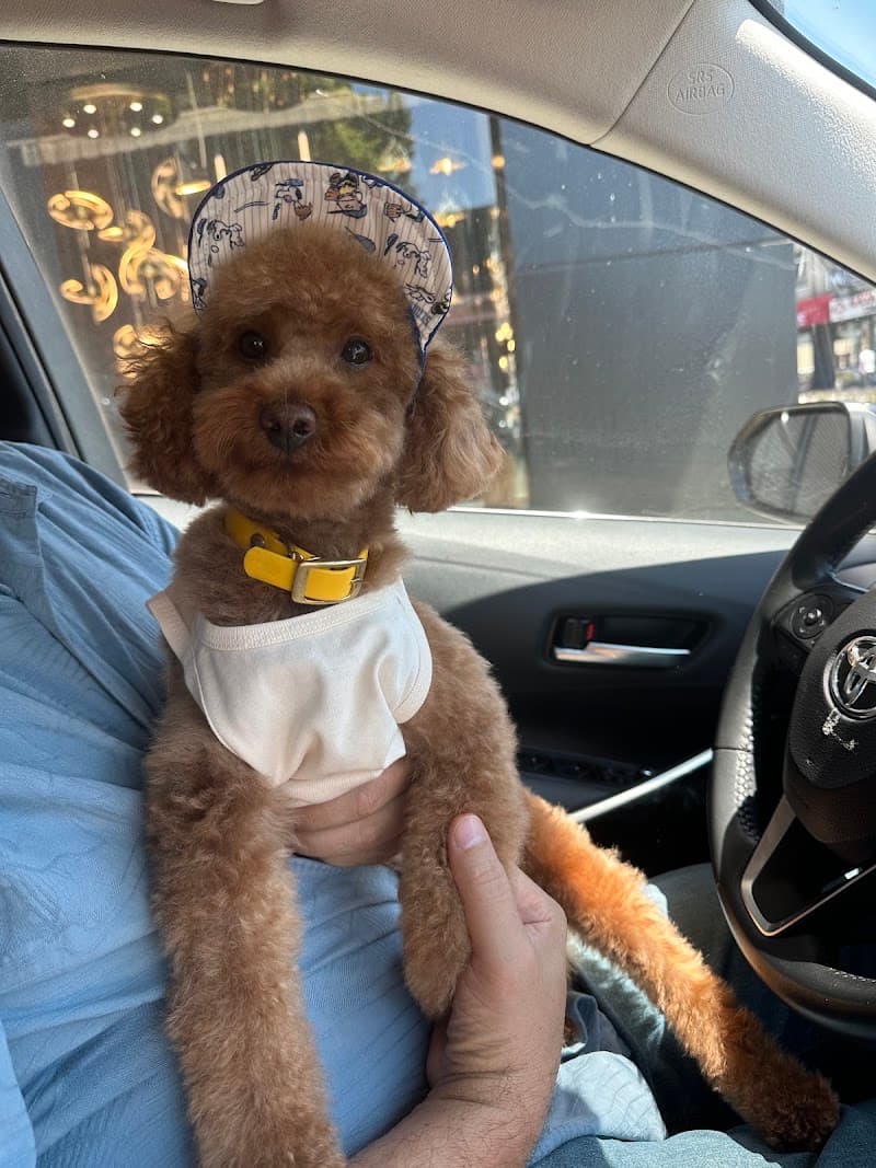 AFRO.PET.KUAFOR — Kadıköy