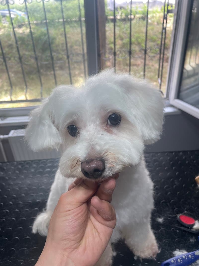 Alber Paws Pet Kuaför & Butik — Başakşehir