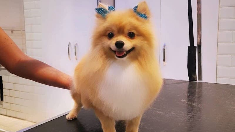 Alfa Pet Kuaför — Beşiktaş