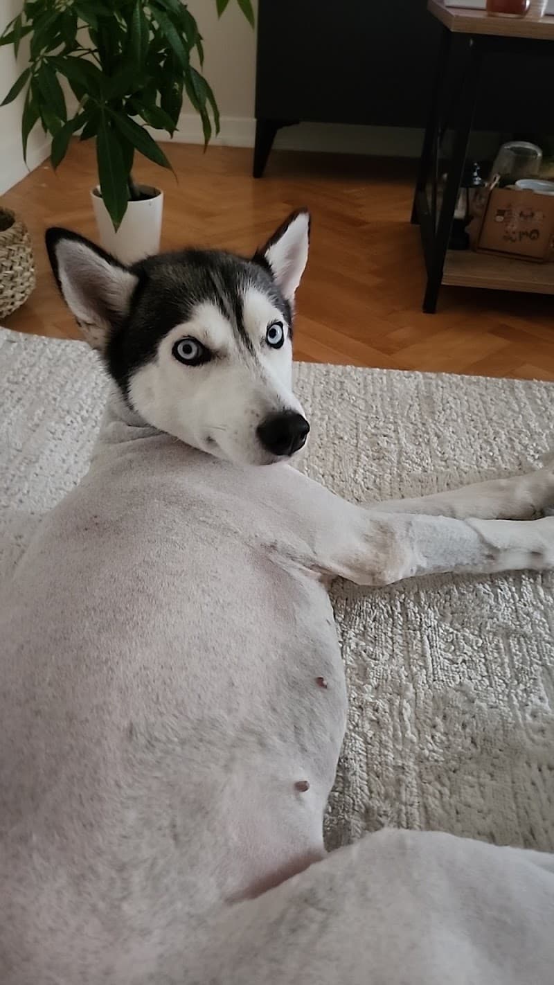 Anımals world pet kuaför — Zeytinburnu