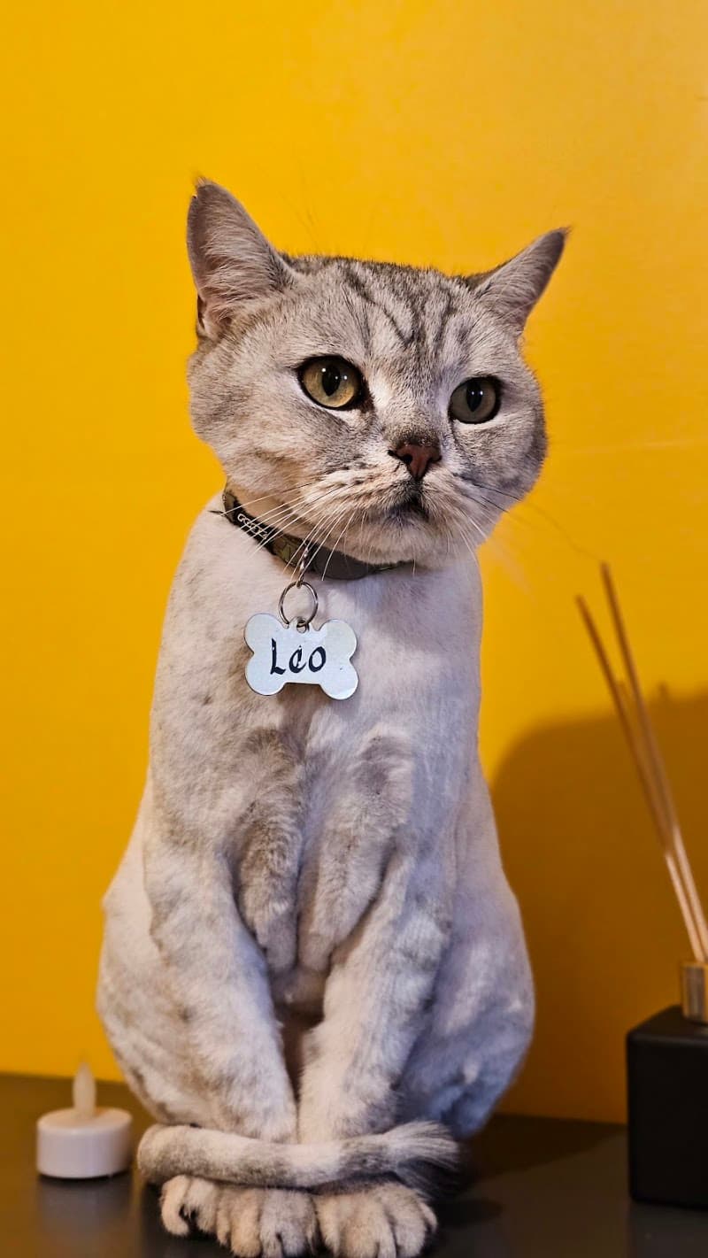 AnimART Pet Otel — Ümraniye