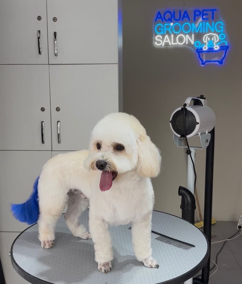 AquaPet | Tuzla Profesyonel Pet Kuaför Hizmetleri — Tuzla