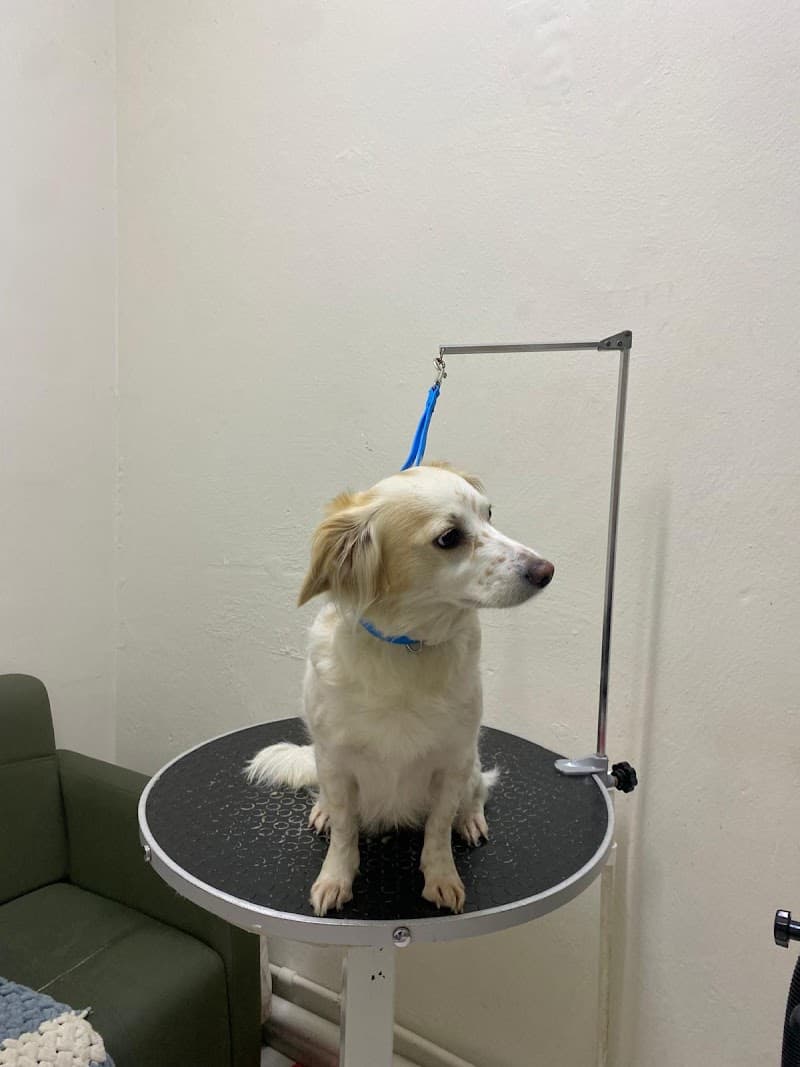 Ar&Me Pet Kuaför & Pet Shop Çırçır- Evlere Servisimiz Vardır — Kağıthane