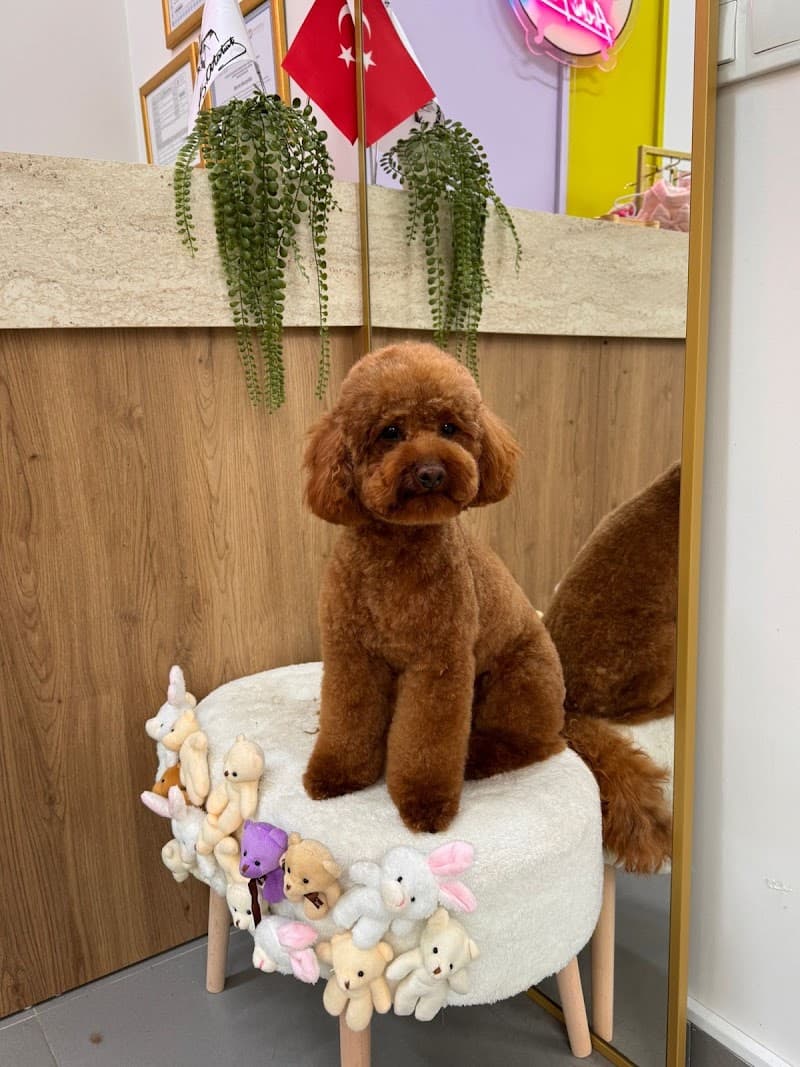 Archi Paws Pet Kuaför — Kadıköy