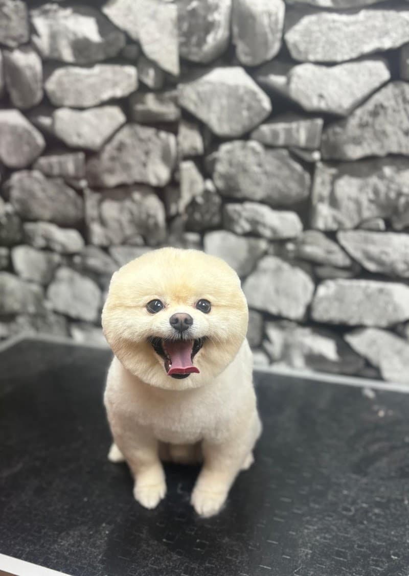 ARIN PET KUAFÖR 2 BAHÇELİEVLER | Anestezisiz Köpek Tıraşı | — Bahçelievler