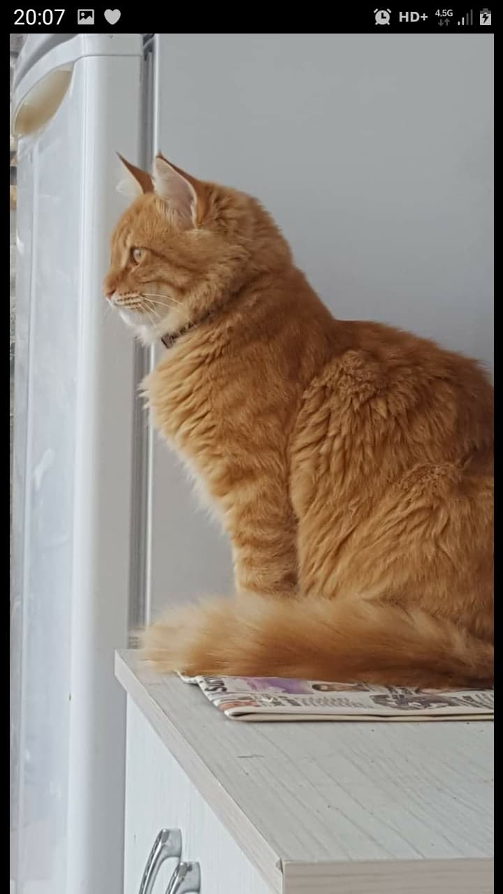 Arnavutköy Kedi Köpek Oteli - Pet Pansiyon — Arnavutköy