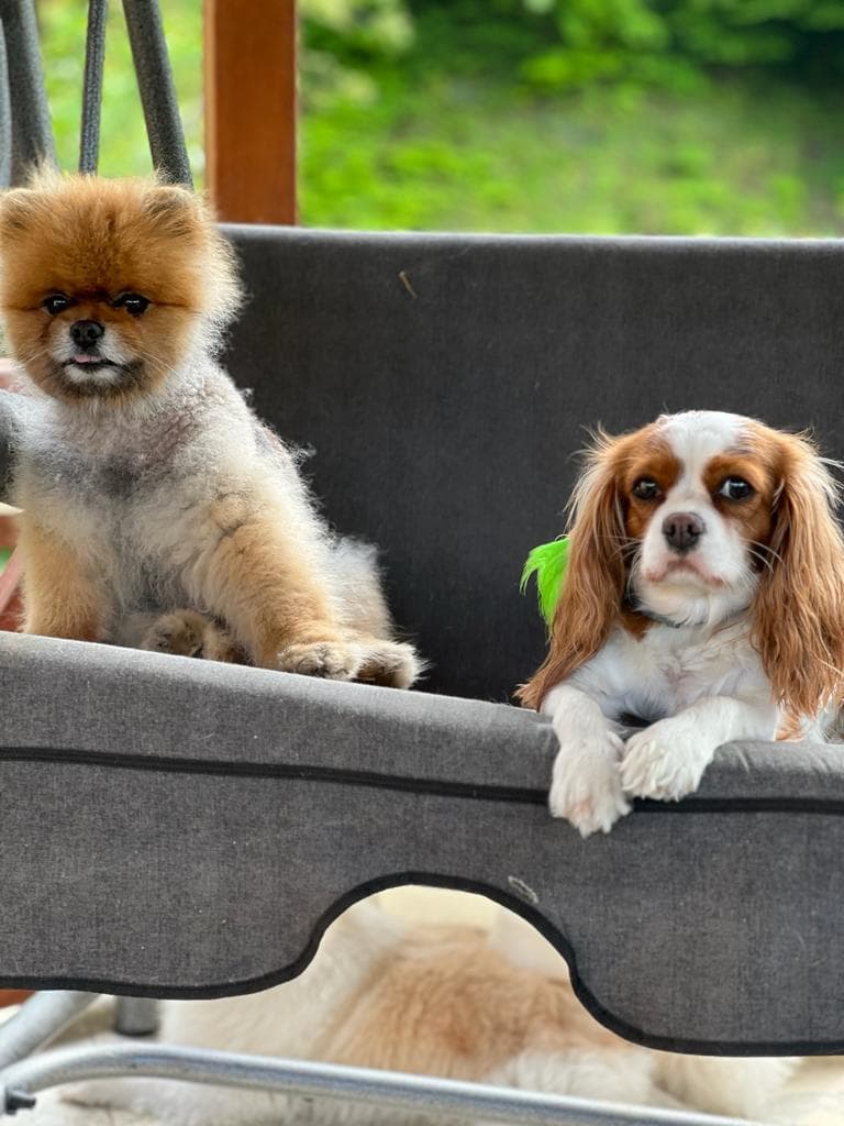 Asia Pet House Köpek Oteli — Beykoz
