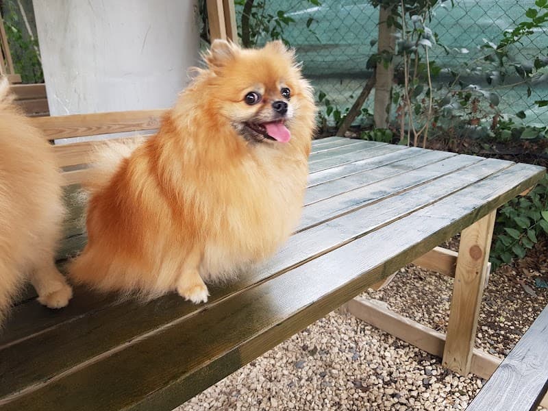 Asil Köpek Oteli Bahçeşehir — Esenyurt