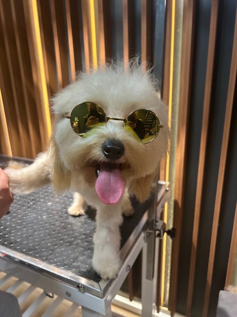 Ata Pet Kuaför | Kedi - Köpek Kuaförü — Kadıköy