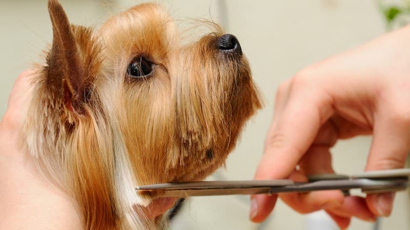 Ataşehir Pet Kuaför - Ataşehir Veteriner Kliniği Bünyesinde — Ataşehir