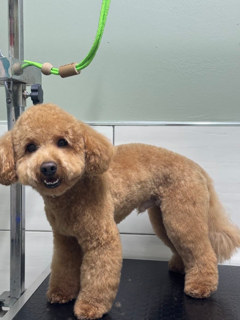 ATAŞEHİR POİNT-PET KUAFÖR — Ataşehir
