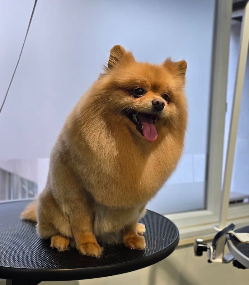 Az Pets Kuaför — Şişli
