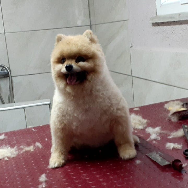 B.A.K pet kuaför — Beykoz