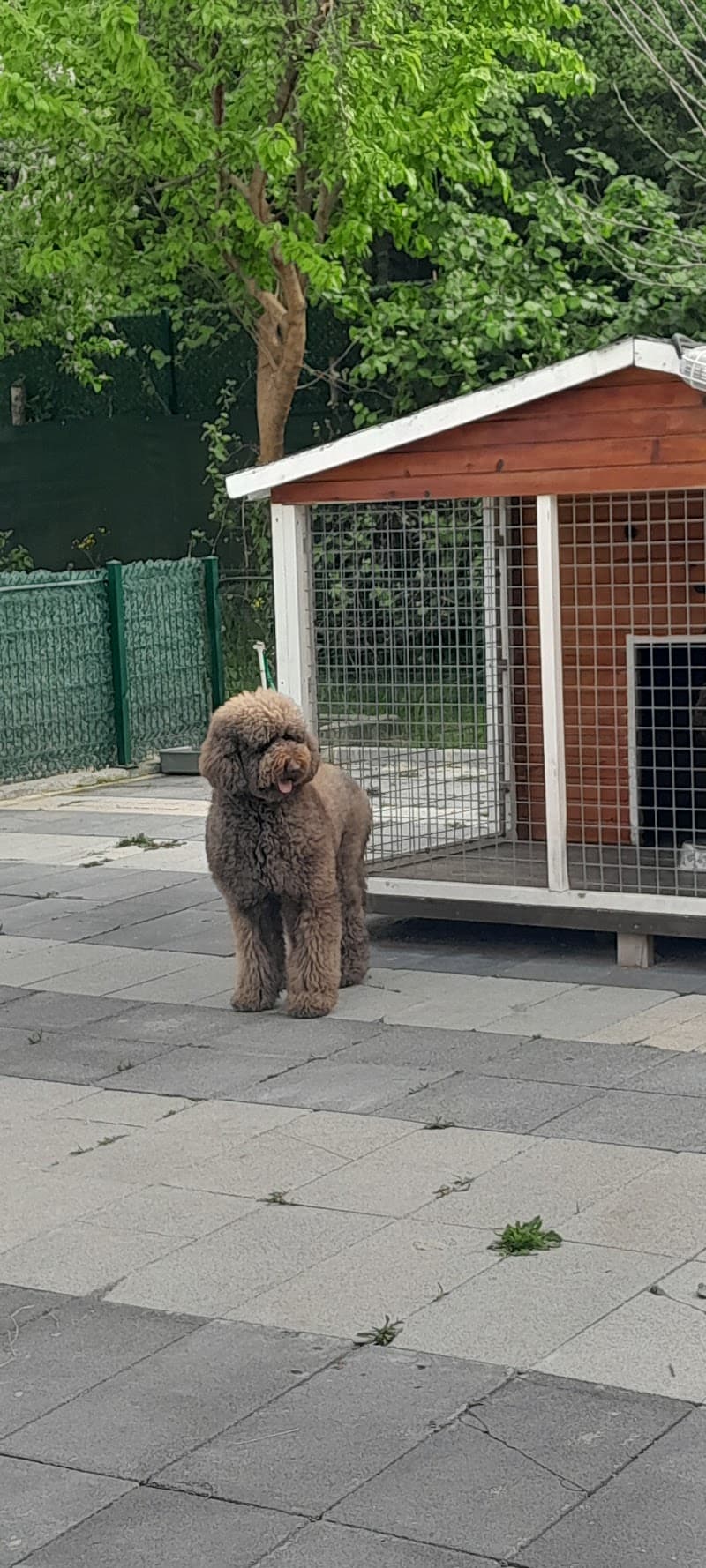 BAC Team Köpek Eğitim Merkezi — Beykoz