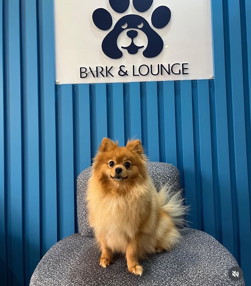 Bahçelievler Bark&Lounge Pet Kuaför & Pet Kreş & Pet Cafe — Güngören