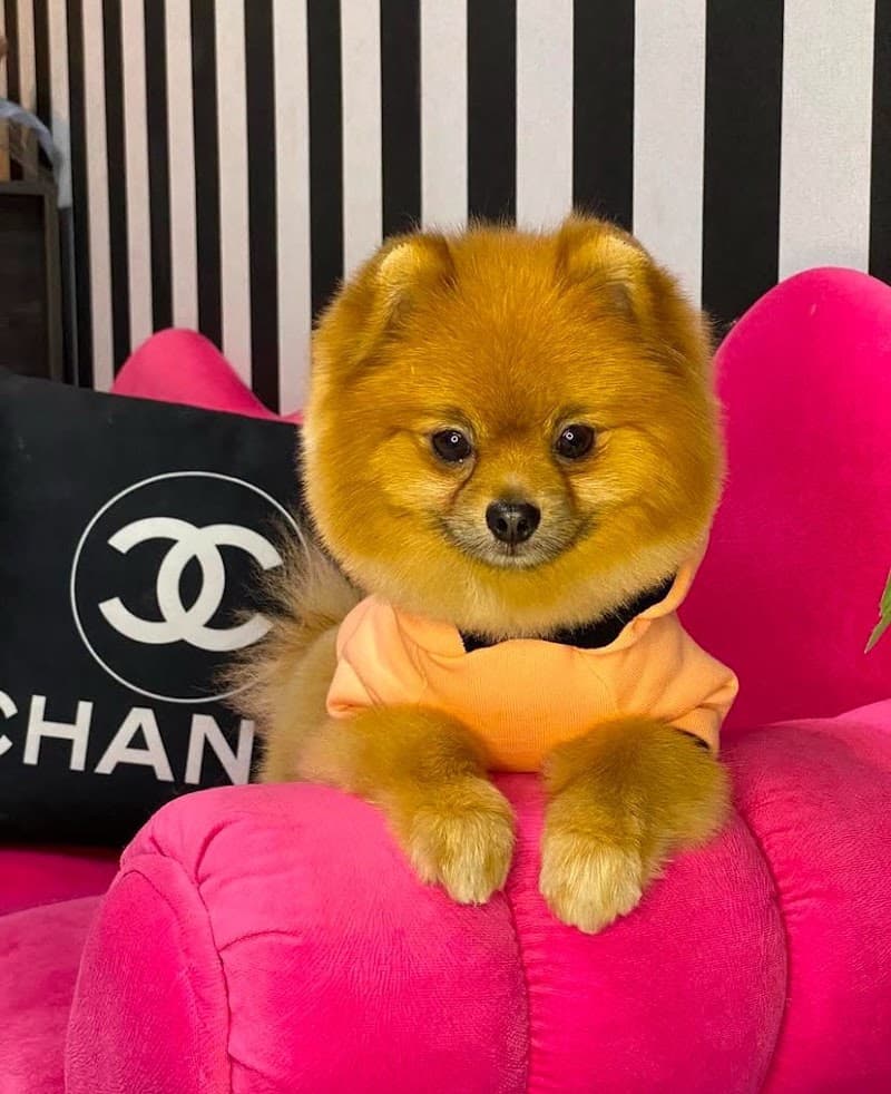 Bahçeşehir PetLios Pet Shop | Pet Kuaför & Pet Otel — Başakşehir