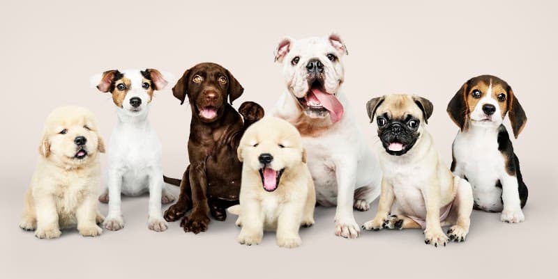 Barkyard Pet Kuaför — Maltepe
