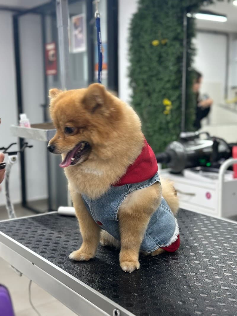 Beşiktaş Pet Kuaför — Şişli
