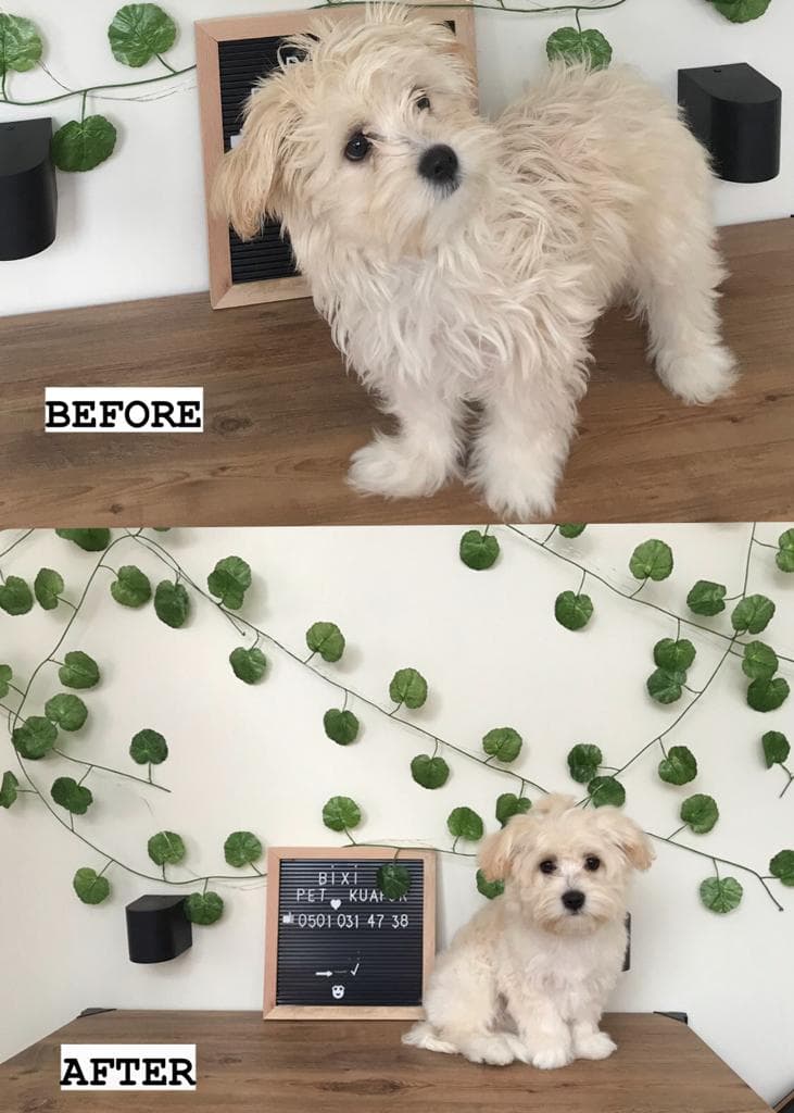 BİXİ Pet Kuaför ve Pet Market — Silivri