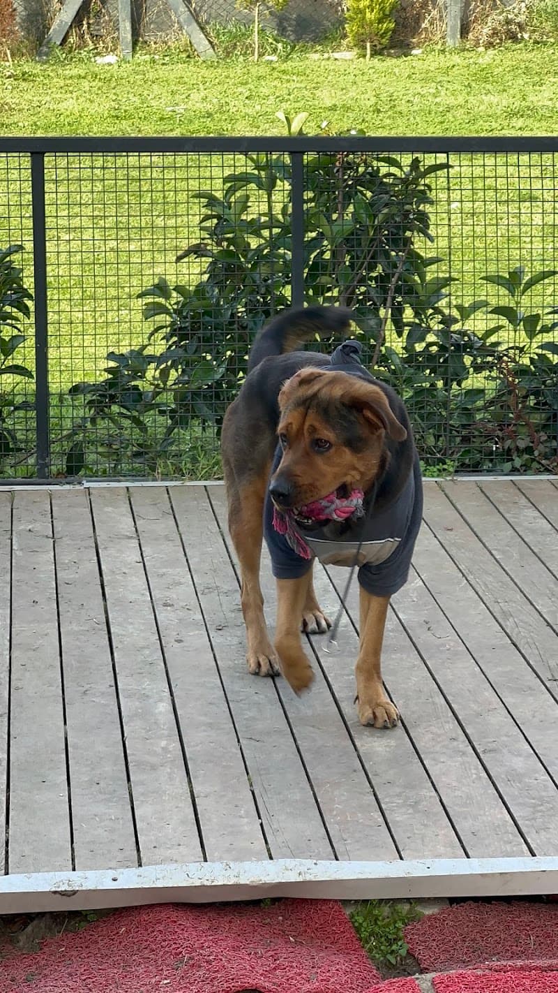 BOA K9 CLUB - Köpek Eğitim Merkezi — Silivri