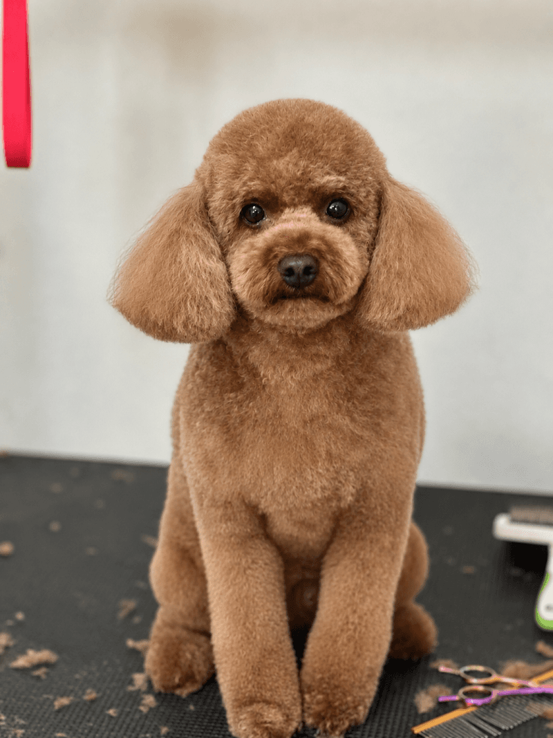 Bomonpet Şişli/Bomonti Pet Kuaför — Şişli