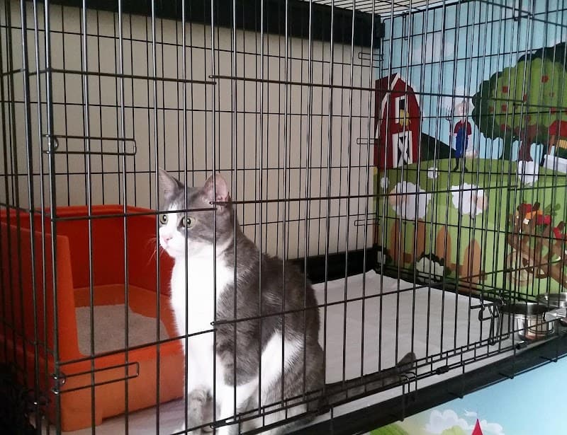 Bomontipati kedi köpek pansiyonu — Şişli