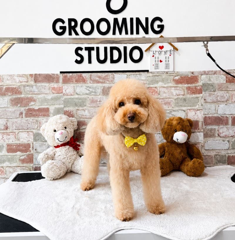 By Tarçın Style Pet Kuaför — Üsküdar