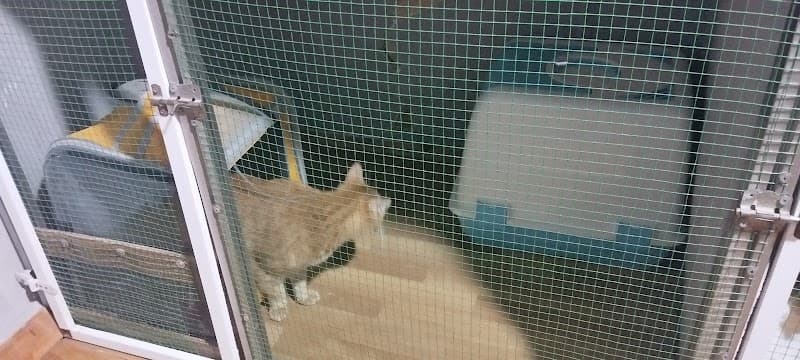 CAN&CAT İstanbul/Pendik kedi /köpek bakım hiz.pansiyonu/oteli ve kuaför hizmetleri(İSTANBUL/PENDİK) — Pendik