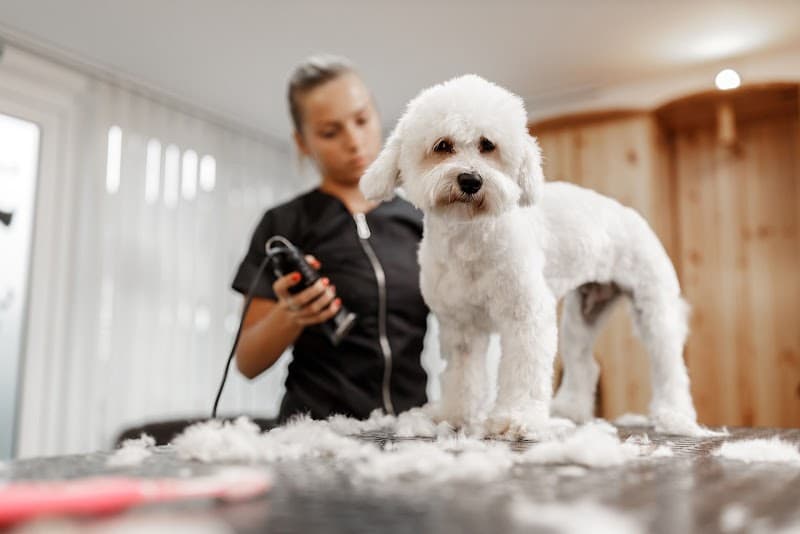 can evcil hayvan kuaförü KÖPEK EĞİTİMİ evcil pet pansiyonu — Avcılar