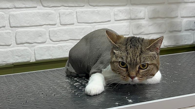 Can Pati Kedi / Köpek Pet Kuaförü İstanbul Pendik — Pendik