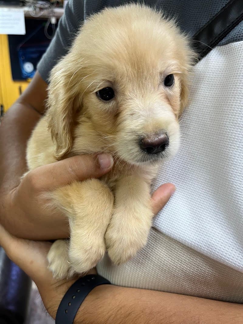 Candostum Köpek Çiftliği — Silivri