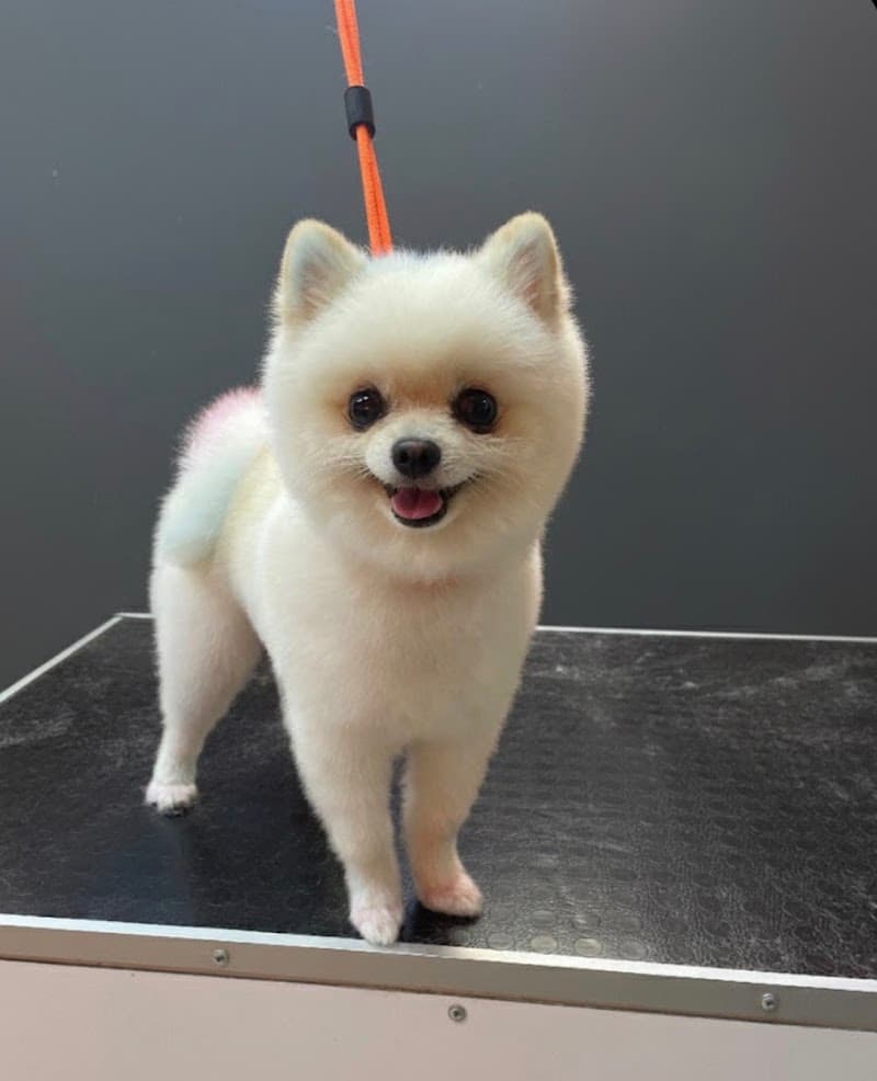 CIKO Pet Grooming Ataşehir - Pet Kuaför ve Pet Shop — Ataşehir
