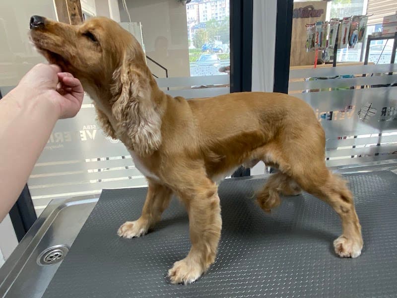 Class Pet Kuaför — Şişli