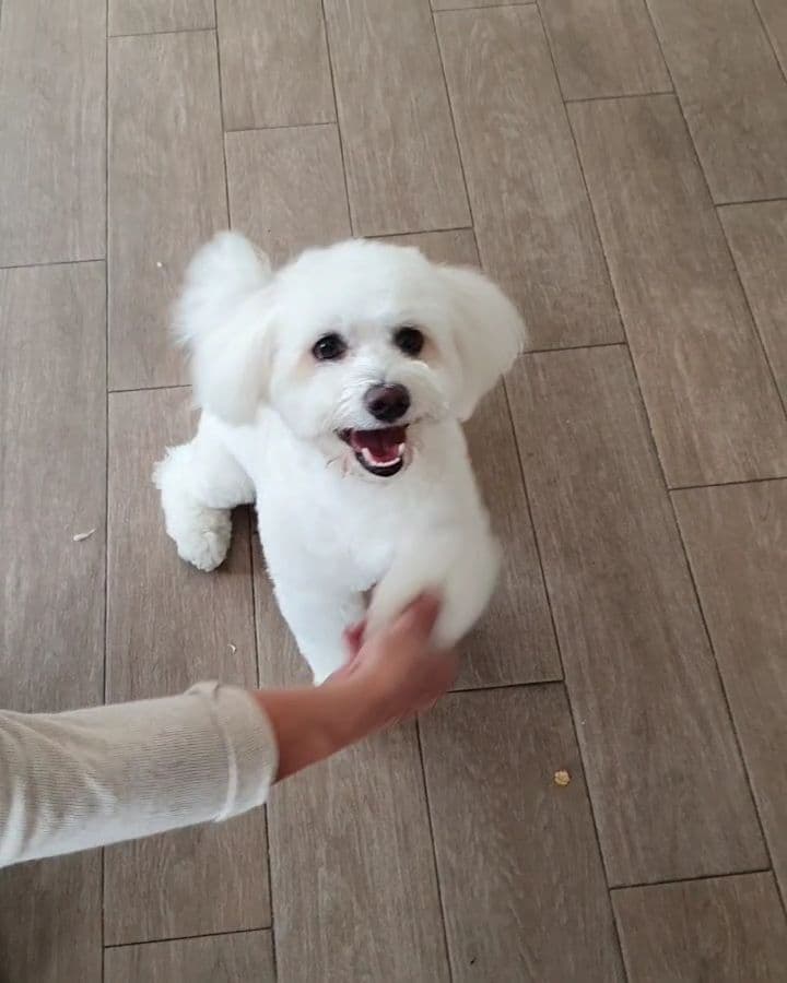 Coco Pet Boutique & Spa — Sarıyer