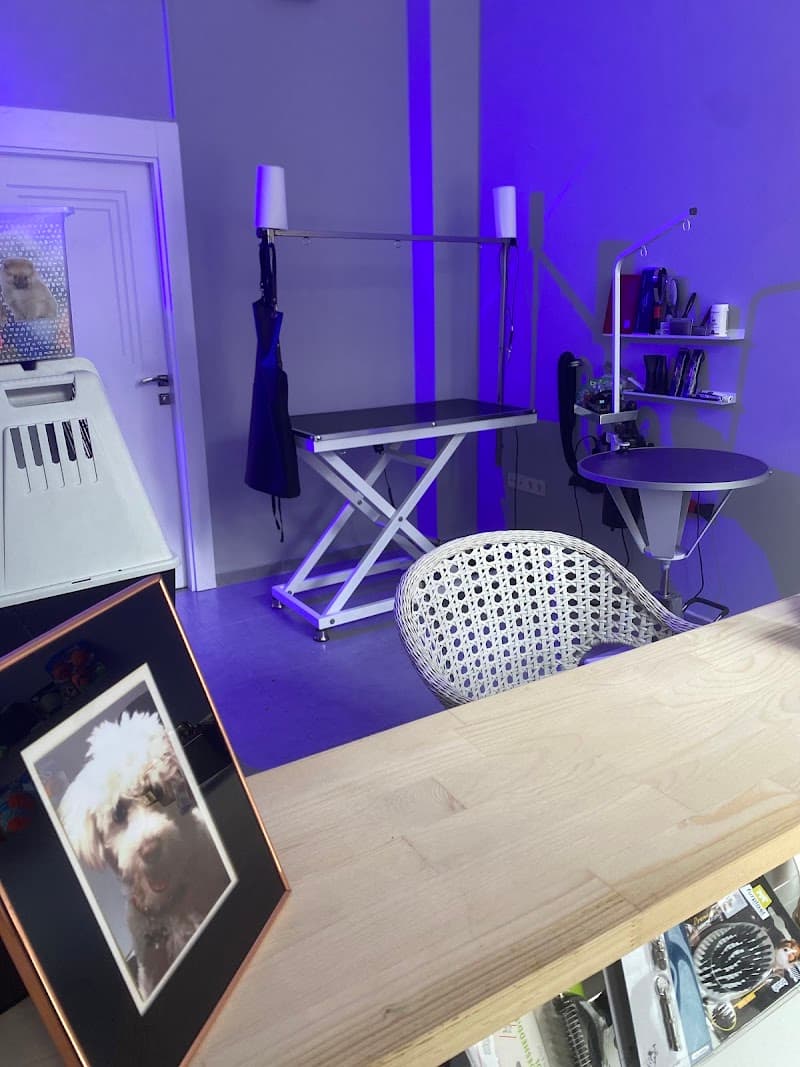 Coco Pet Kuaför&Spa | Pet Kuaför Eğitim Merkezi — Kadıköy