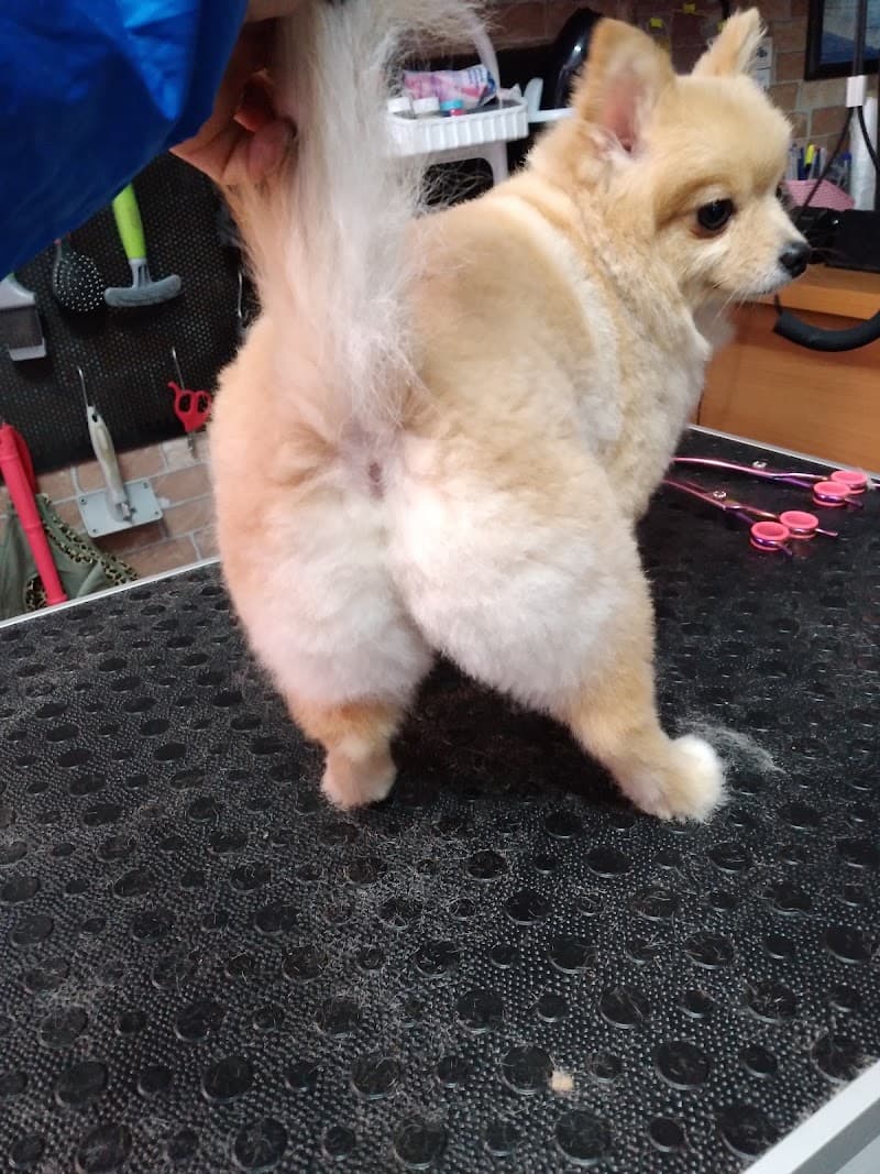 Cool Paws Pet Shop & Pet Kuaför Sevgi Ekinci Tuğrul — Şişli