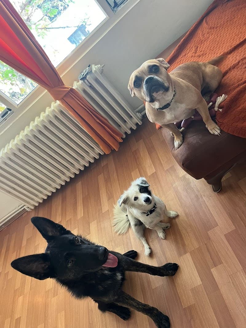 Dikkat Köpek Eğitimi | B&B Köpek Eğitim Akademisi A.Ş — Ümraniye