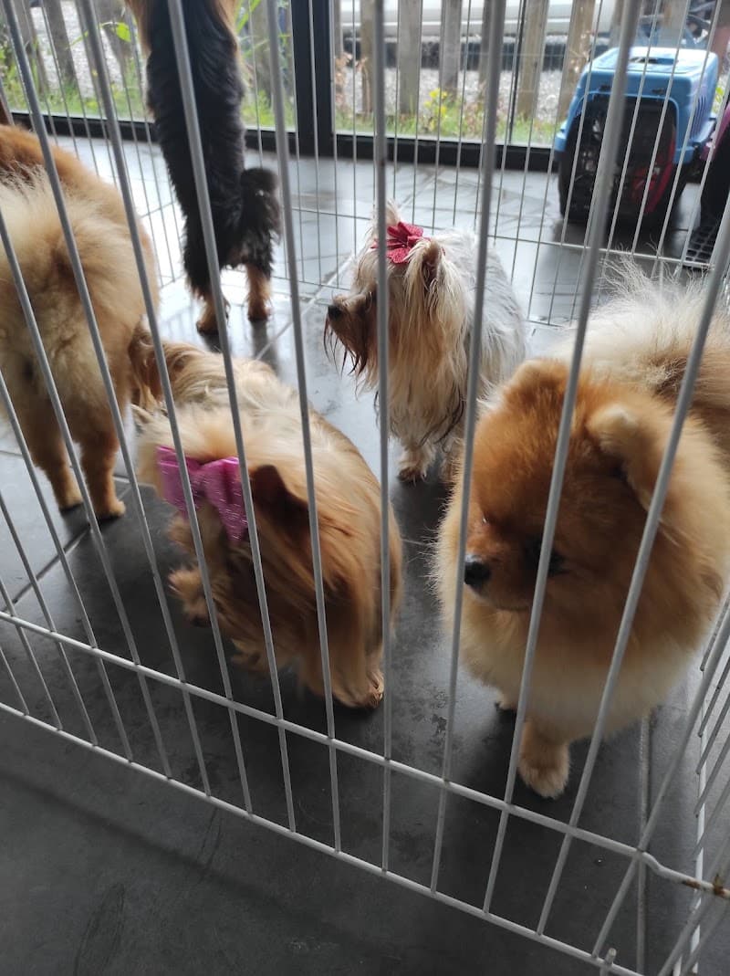 Dog School Köpek Eğitim Merkezi ve Oteli — Çekmeköy