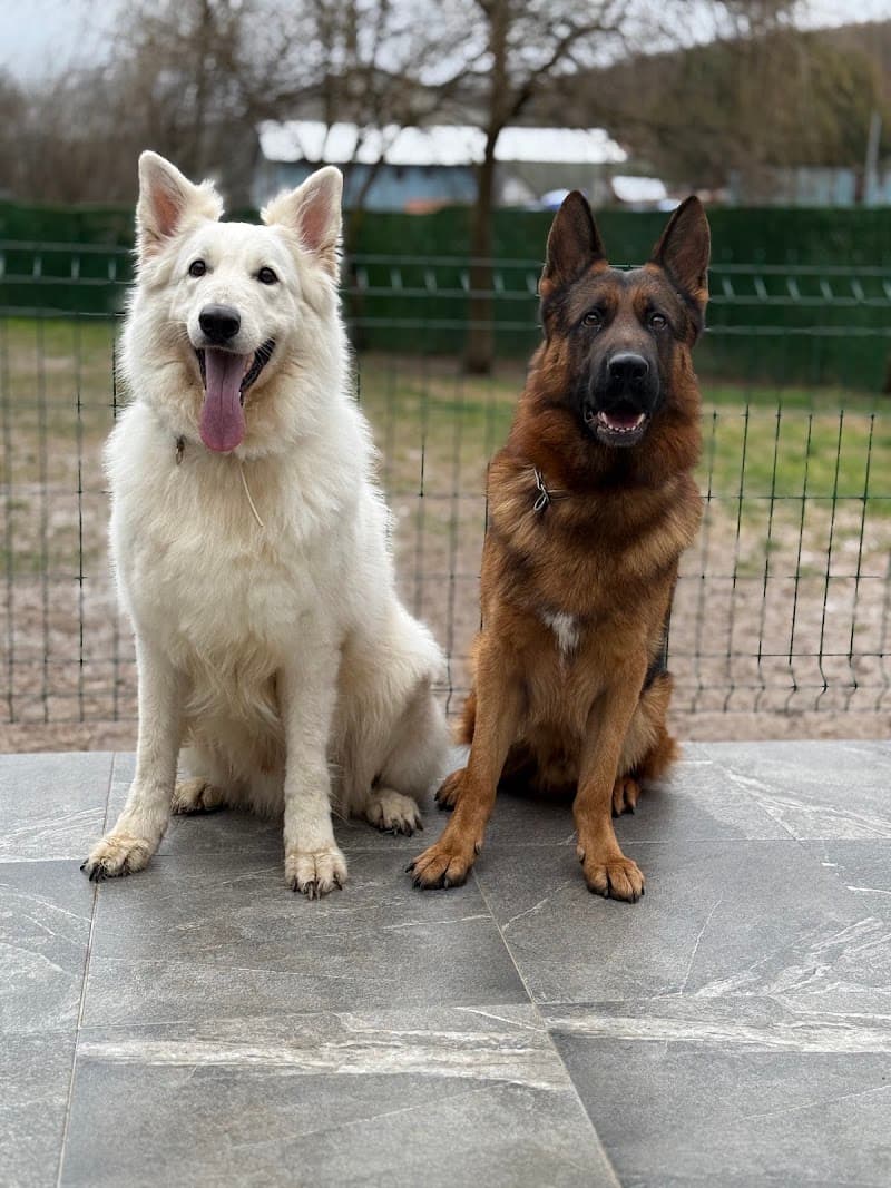 Dog Village İstanbul Köpek Eğitim ve Konaklama Merkezi — Beykoz