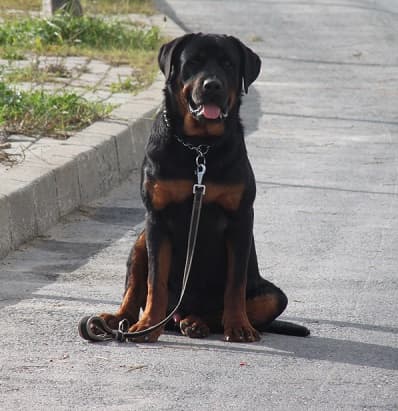 DOSTUM Petotel — Büyükçekmece