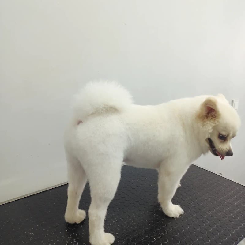 DROOPY PET KUAFÖR & PETSHOP & PET BUTİK — Sultanbeyli