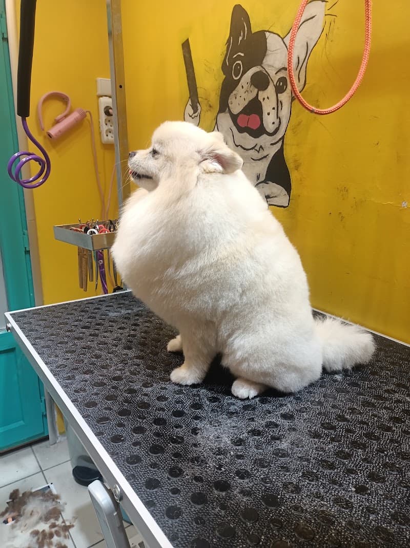 DuSi Pet Kuaför & PetShop — Şişli