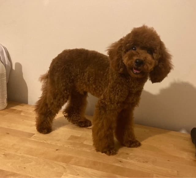 Eleganza Extravaganza Pet Kuaför — Kağıthane