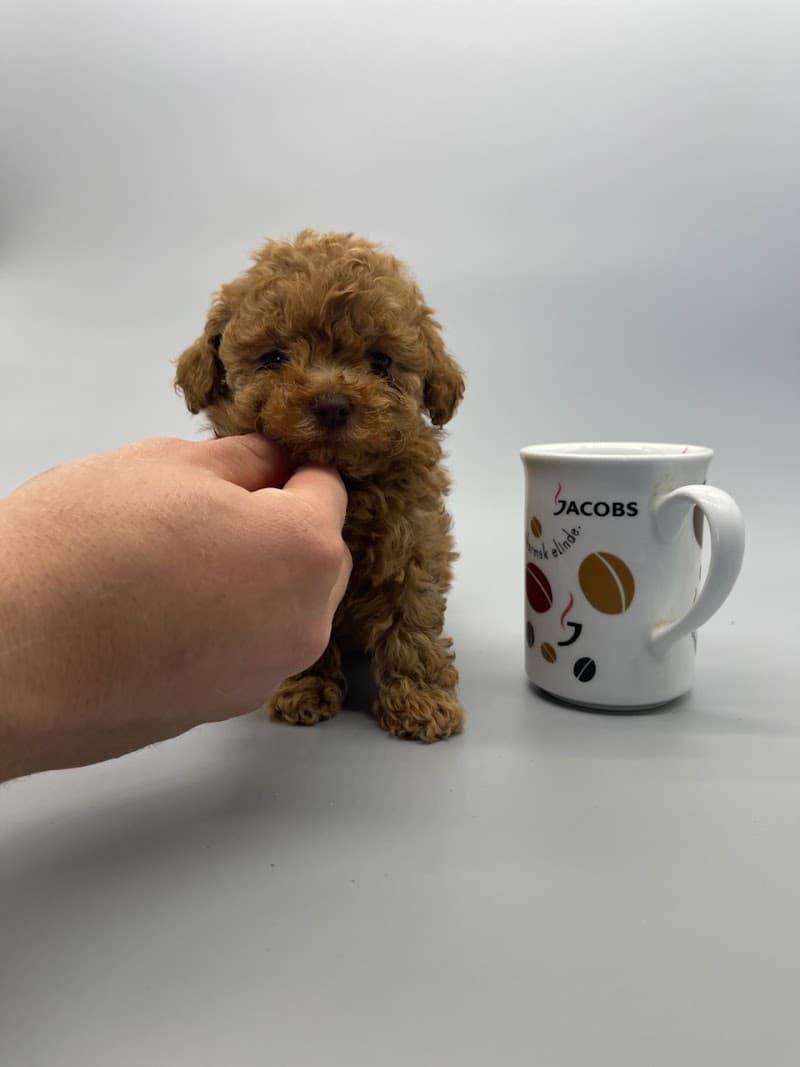 Elit Patim - Toy Poodle Sahiplendirme — Arnavutköy