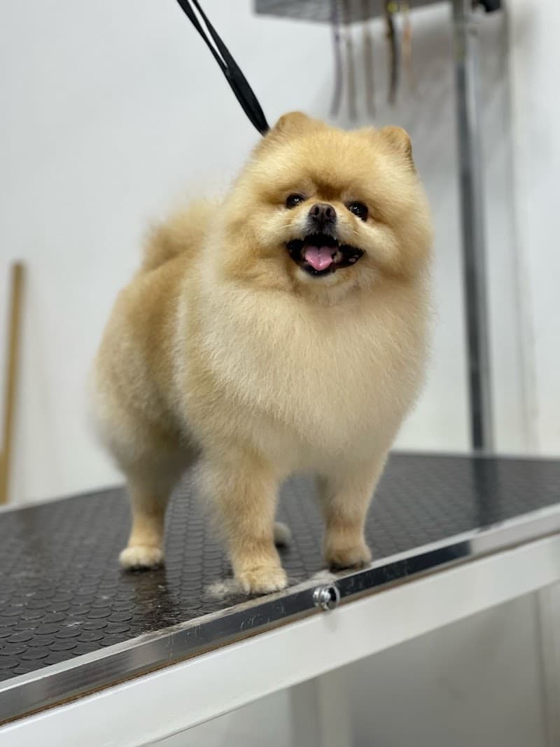 EMRE DEMİRÖREN PET KUAFÖR & SPA — Pendik