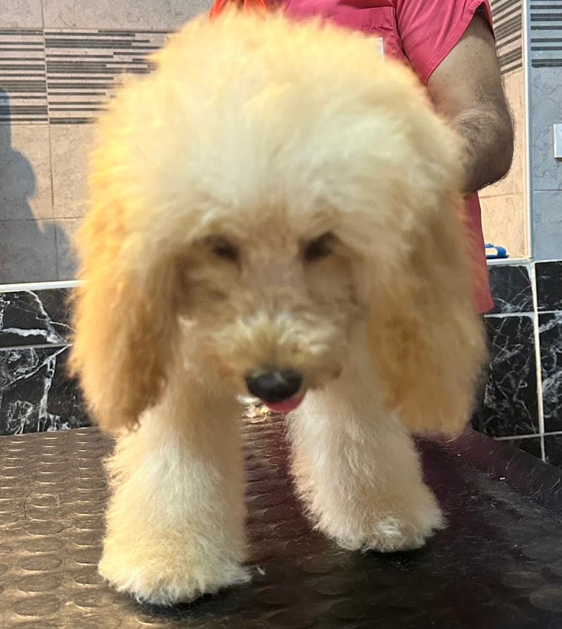 Etiler's Pet Kuaför & Shop — Beşiktaş