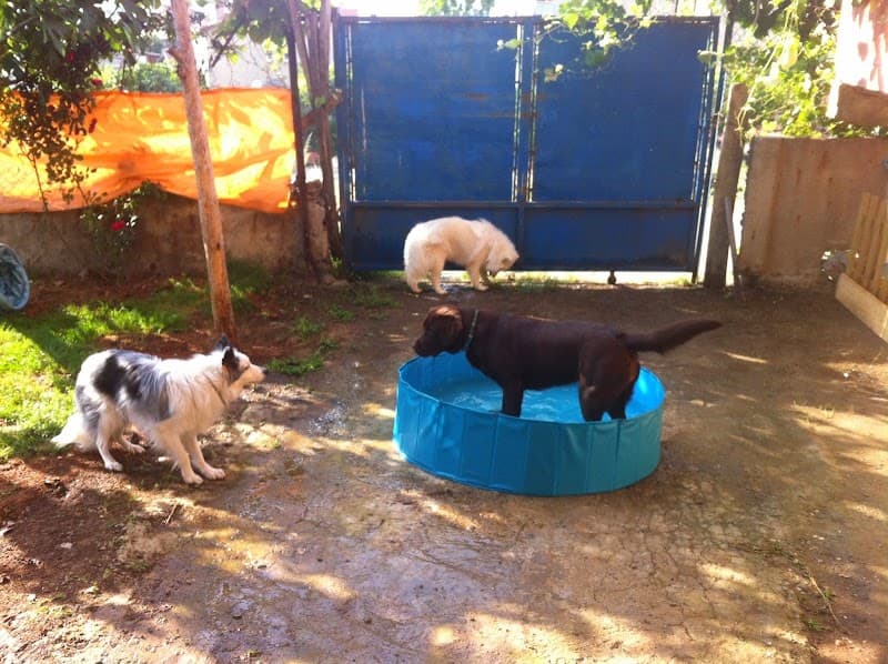 Evde Köpek Eğitimi - Köpekle Yaşam Koçu — Ataşehir
