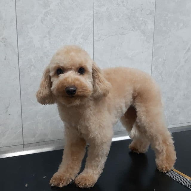 Florya Pet Kuaför — Bakırköy
