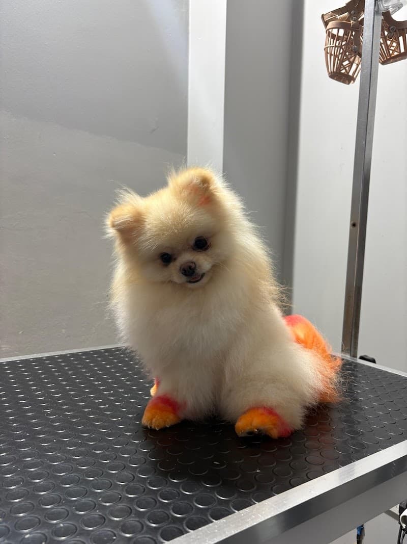 Fluffy Grooming Pet kuaför — Güngören