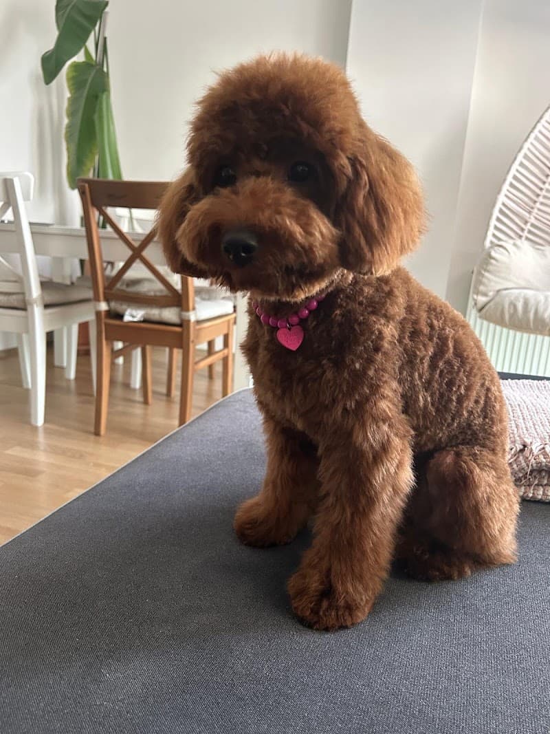 FlyPups Pet Kuaför & Butik — Tuzla